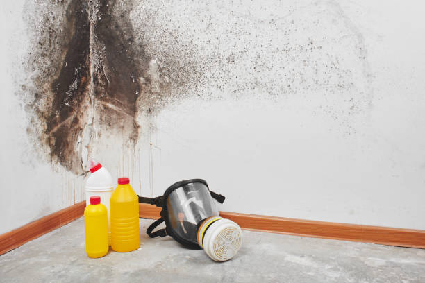 Best Industrial Mold Remediation in East Wenatchee, WA