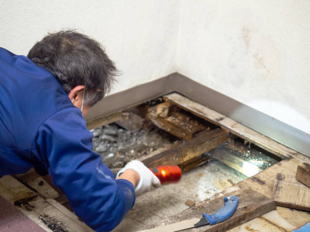 Best Insurance-Related Mold Remediation in East Wenatchee, WA