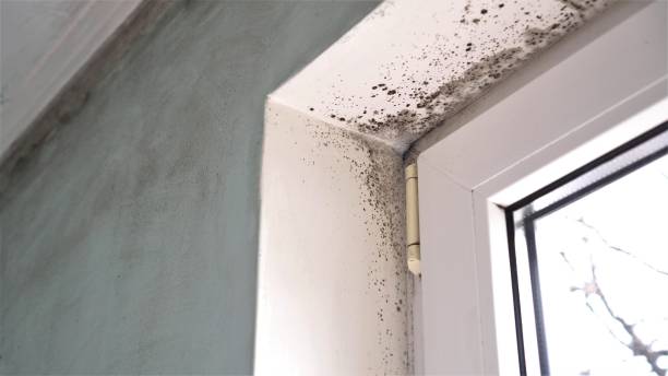 Best Mold Remediation for Specific Building Types in East Wenatchee, WA