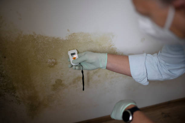 Best Black Mold Remediation in East Wenatchee, WA