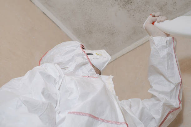 Best Post-Flood Mold Remediation in East Wenatchee, WA