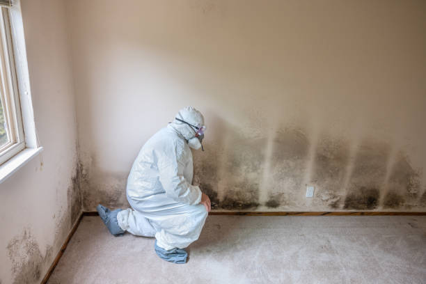 Trusted East Wenatchee, WA Mold Remediation Experts