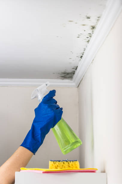 East Wenatchee, WA Mold Remediation Company